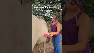 Давайте седлаем трёх наших лошадей вместе с нами!! 🤗 Snickers Matrix и titoc 🐴 #лошадь #седло #шл...