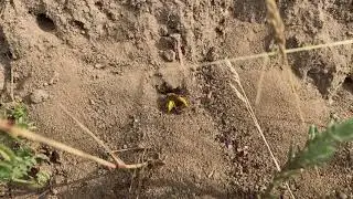 Zandwegen en zandpaden zijn van groot belang zijn voor de wilde bijen
