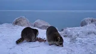 Talvi pesukarhu