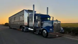 Acarreando vacas KENWORTH W900 GARY #truck 
