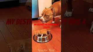 My Destructive Puppy Was a Terror, Until He Met a Thief! 🐶🦴💥 #shorts #dogs #loyalty #redditstories