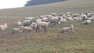 Das hustende Schaf Hammelhaxe.