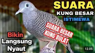 3 DETIK MANJUR NANTANG BUNYI SUARA BESAR KUNG BULAT PANCINGAN PALING AMPUH PERKUTUT LOKAL GACOR