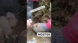 moster sawah penghuni lobang #babon #mancing #belut #fishing #mancingbelut #mancingliar #mosters