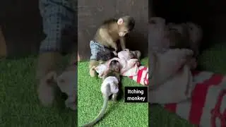 itching monkey
