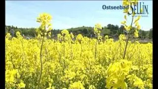 Archiv: Ostseebad Sellin auf der Insel Rügen