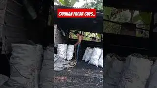 Peaching Arang || Akibat pemalu jadi ngak punya pacar #pejuangrupiah #arangkayu #charcoal