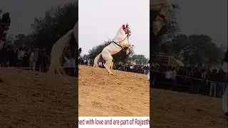 horse dance videos #dj #song #sad #love #horse #horsetrancedance #djsong #musicgenre #horsetrack