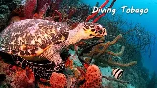 Diving Tobago