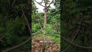 Durian Tree Pruning Made Easy &ndash; Get More Fruit with the 7-Level System