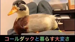 コールダックと暮らす大変さ【掃除、鳴き声、水浴び】