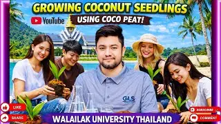Coconut Seedling Growth Procedure | Sustainable Agriculture | Walailak University, Thailand