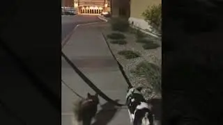 My 2 dogs spent the night at Fiesta Henderson