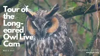 Tour of the Long-eared Owl cam- May 5, 2023