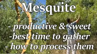 Honey mesquite pod gathering.