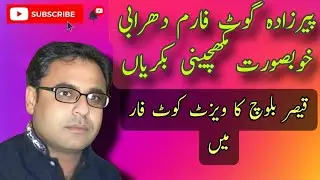 Peer Zada Goat Farm Dhrabi Khobsorat makhicheeni goats