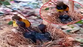 OLIVE-BACKED SUN BIRD brings insects to feed babies often#birds