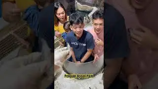 Penguin sa Ocean Park Manila #shorts #oceanpark #penguin #manilaoceanpark #2023