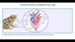 How amphibian hearts work