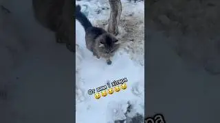 Коло плота дала Коло плота дала От вам і хітяра 😺🐾 #cat #short #ask #top #phil