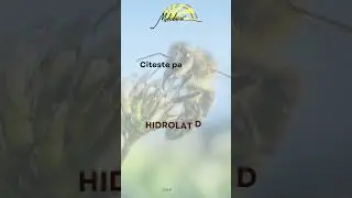 Produs recomandat:  Hidrolat de propolis forte Melidava 15ml - picaturi pentru urechi, ochi si nas