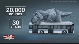 Scotty the T-Rex overtakes Sue as biggest dinosaur discovered