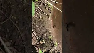 Пиявка в моём прудике
