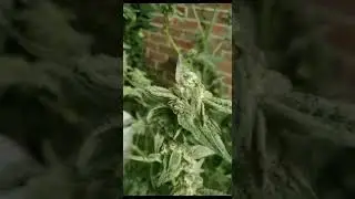 Deflouring the fan leaves so the plant thi k about make fat buds