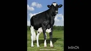 Why 🐄 WWS Rozline Bull Is the #1️⃣ Pick for Modern Dairy Farmers 🚜