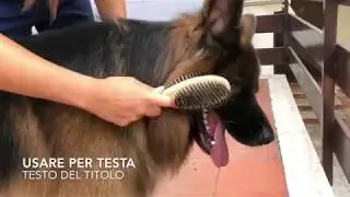 Spazzolare il cane