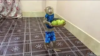 Super Genius & Helpful Brother Sovan Walk To Take Big Basket Of Guava To Eat With Mom Very Juicy!!