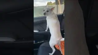 Walking time #dog #dogshorts #doglovers #happydoggie #doglife #baby