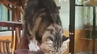 Maine coon Collection: GC Jayhawkcat Leonardo da Vinci of Brightlunar