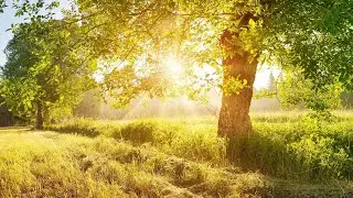 Beautiful Instrumental Hymns, Peaceful Music, Piano & Flute 