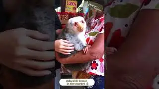 Adorable lemur in the market