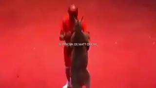 &iexcl;INCREIBLE&iexcl; COMBATE DE BOXEO CANGURO CONTRA(VS) HUMANO.QUIEN GANARA?DALE LIKE Y SUSCRIBETE.