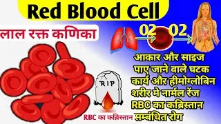 RBC kya hai hindi ||red blood cell hindi || function of red blood cell |red blood cell life cycle |