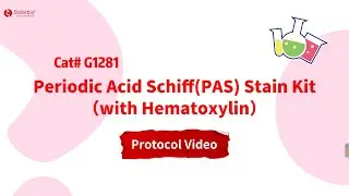 Solarbio | Protocol Video for Periodic Acid Schiff(PAS) Stain Kit with Hematoxylin(G1281)