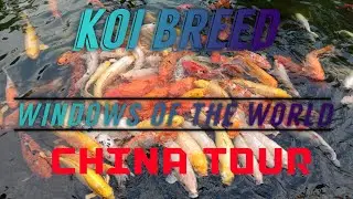 AMAZING KOI BREED @ CHINA WINDOW  OF THE WORLD 