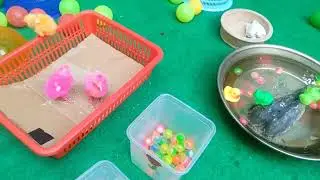 Catch beautiful aquarium fish in small pond baby turtles eel koi fish pencil fish pink catfish 2026