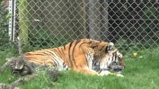 Dartmoor Zoo (4th May 2015)