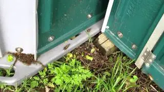thelope.com - Brood XIX cicadas in a portable outhouse