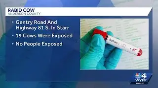 Rabid cow found in Anderson County, 19 other livestock exposed, DPH says