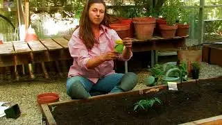 How to Plant a Vegetable Garden for Children Step by Step