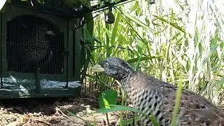 MIKAT PUYUH HUTAN, dapat puyuh ganas.