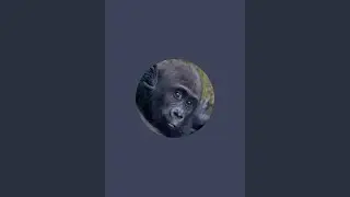 Greg’s Gorilla Chronicles is live! Training....Kayembe separation training