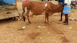 வடலூர் மாட்டு சந்தை|Vadalur cattle market
