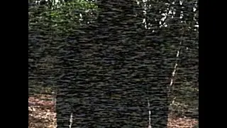 Man in the Woods Pilot (Re-release)