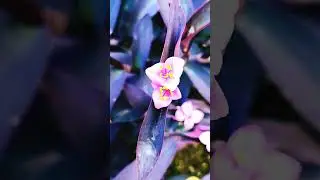 +13*rainfall 🌧️ Tradescantia 