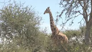 Gentle giraffes threatened with 'silent extinction' | AFP
